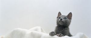 Preview wallpaper kitten, face, towel