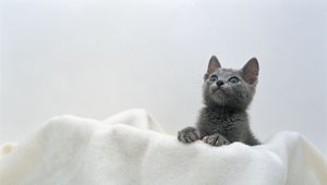 Preview wallpaper kitten, face, towel