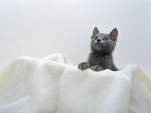 Preview wallpaper kitten, face, towel