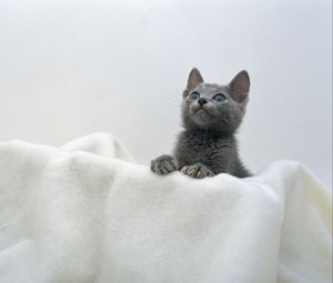 Preview wallpaper kitten, face, towel