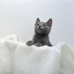 Preview wallpaper kitten, face, towel
