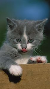 Preview wallpaper kitten, fence, tongue