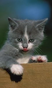 Preview wallpaper kitten, fence, tongue