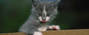 Preview wallpaper kitten, fence, tongue