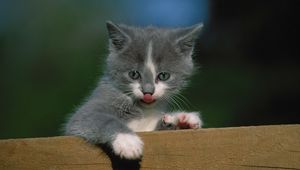 Preview wallpaper kitten, fence, tongue