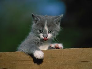 Preview wallpaper kitten, fence, tongue