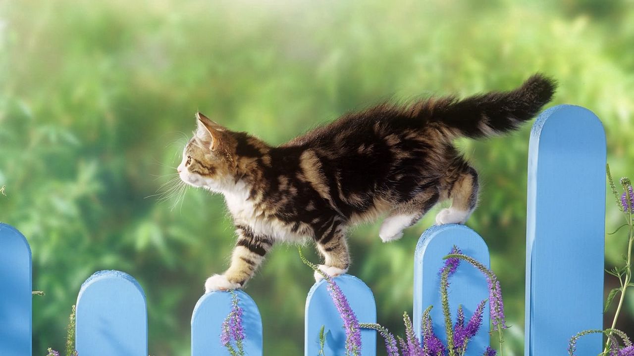 Wallpaper kitten, fence, walk, fluffy