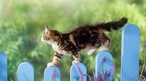 Preview wallpaper kitten, fence, walk, fluffy