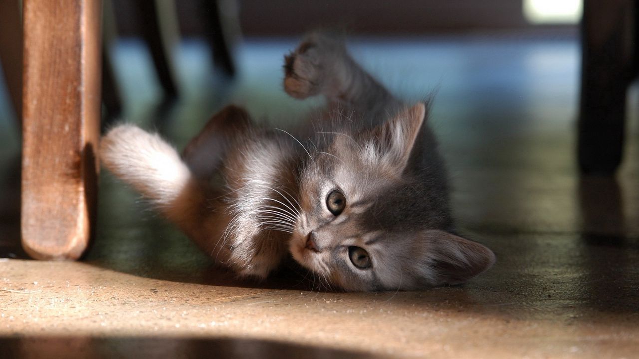 Wallpaper kitten, floor, lie, play