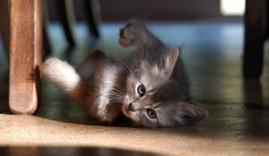 Preview wallpaper kitten, floor, lie, play