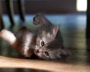 Preview wallpaper kitten, floor, lie, play