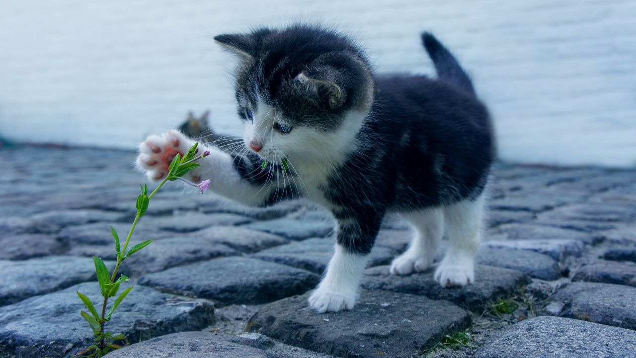 Wallpaper kitten, flower, cute, baby