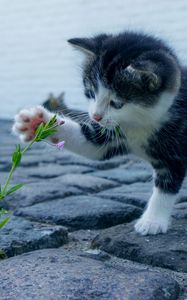 Preview wallpaper kitten, flower, cute, baby