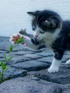 Preview wallpaper kitten, flower, cute, baby