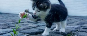 Preview wallpaper kitten, flower, cute, baby