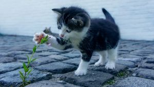 Preview wallpaper kitten, flower, cute, baby