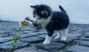 Preview wallpaper kitten, flower, cute, baby