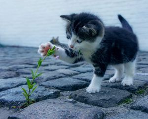 Preview wallpaper kitten, flower, cute, baby