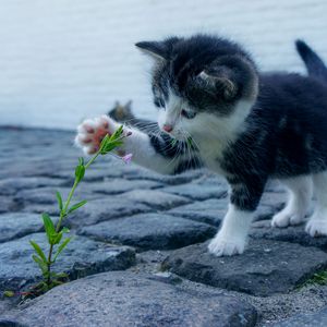 Preview wallpaper kitten, flower, cute, baby