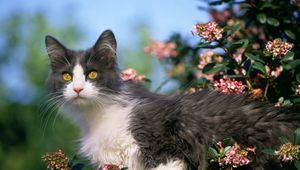 Preview wallpaper kitten, flowers, care