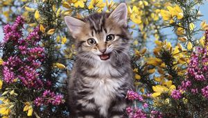 Preview wallpaper kitten, flowers, creek