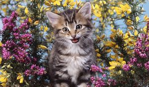 Preview wallpaper kitten, flowers, creek