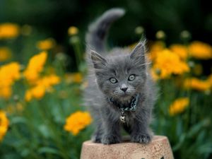 Preview wallpaper kitten, flowers, eyes, fluffy