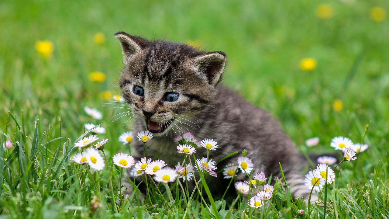 Wallpaper kitten, flowers, funny, cute, surprise, walk
