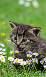 Preview wallpaper kitten, flowers, funny, cute, surprise, walk