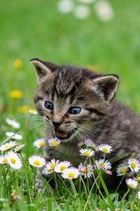 Preview wallpaper kitten, flowers, funny, cute, surprise, walk