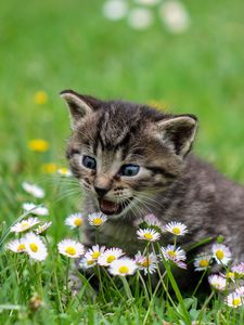 Preview wallpaper kitten, flowers, funny, cute, surprise, walk