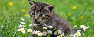 Preview wallpaper kitten, flowers, funny, cute, surprise, walk