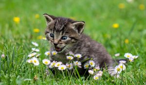 Preview wallpaper kitten, flowers, funny, cute, surprise, walk