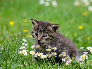 Preview wallpaper kitten, flowers, funny, cute, surprise, walk