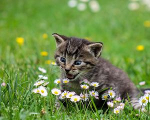 Preview wallpaper kitten, flowers, funny, cute, surprise, walk