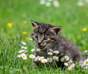 Preview wallpaper kitten, flowers, funny, cute, surprise, walk