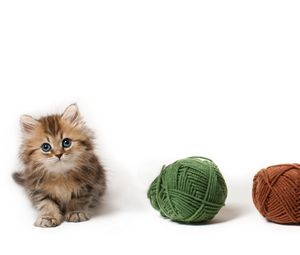 Preview wallpaper kitten, fluffy, ball
