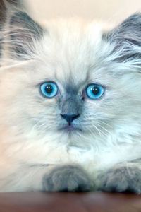 Preview wallpaper kitten, fluffy, blue-eyed