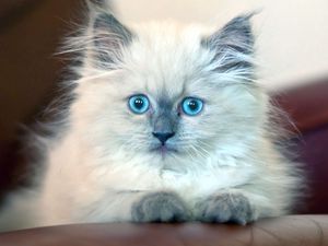 Preview wallpaper kitten, fluffy, blue-eyed