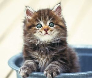 Preview wallpaper kitten, fluffy, bucket, sitting, snout
