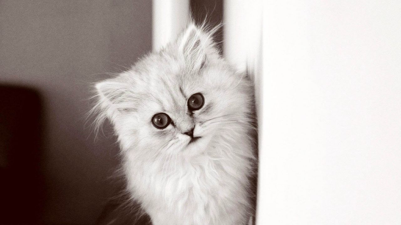 Wallpaper kitten, fluffy cat, bw