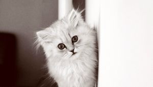 Preview wallpaper kitten, fluffy cat, bw