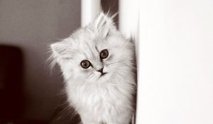 Preview wallpaper kitten, fluffy cat, bw