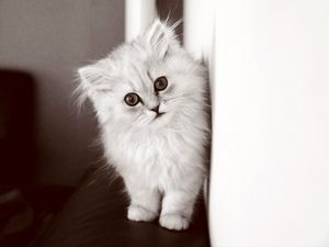 Preview wallpaper kitten, fluffy cat, bw