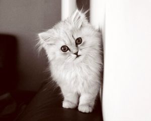 Preview wallpaper kitten, fluffy cat, bw