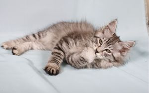 Preview wallpaper kitten, fluffy, down, striped