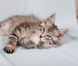 Preview wallpaper kitten, fluffy, down, striped