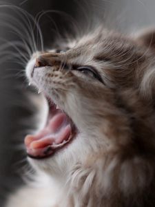 Preview wallpaper kitten, fluffy, face, wool, yawn