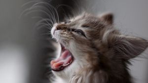 Preview wallpaper kitten, fluffy, face, wool, yawn