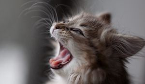 Preview wallpaper kitten, fluffy, face, wool, yawn